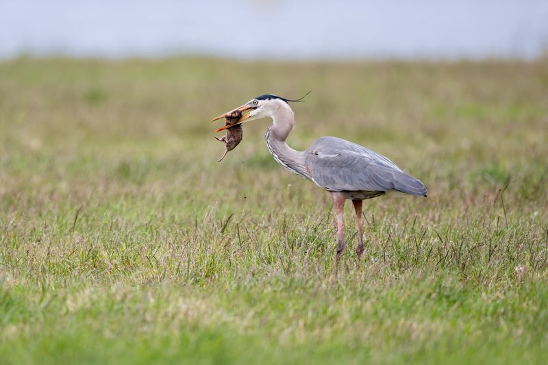 Open Lawns Can Be Hunting Grounds Too Open Lawns Can Be Hunting Grounds Too
