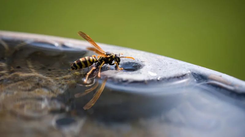 Open Water Gives Wasps A Reliable Drink Open Water Gives Wasps A Reliable Drink