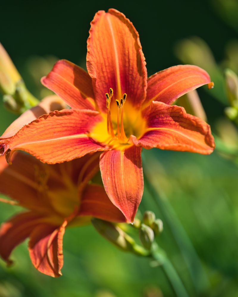 Orange Daylily