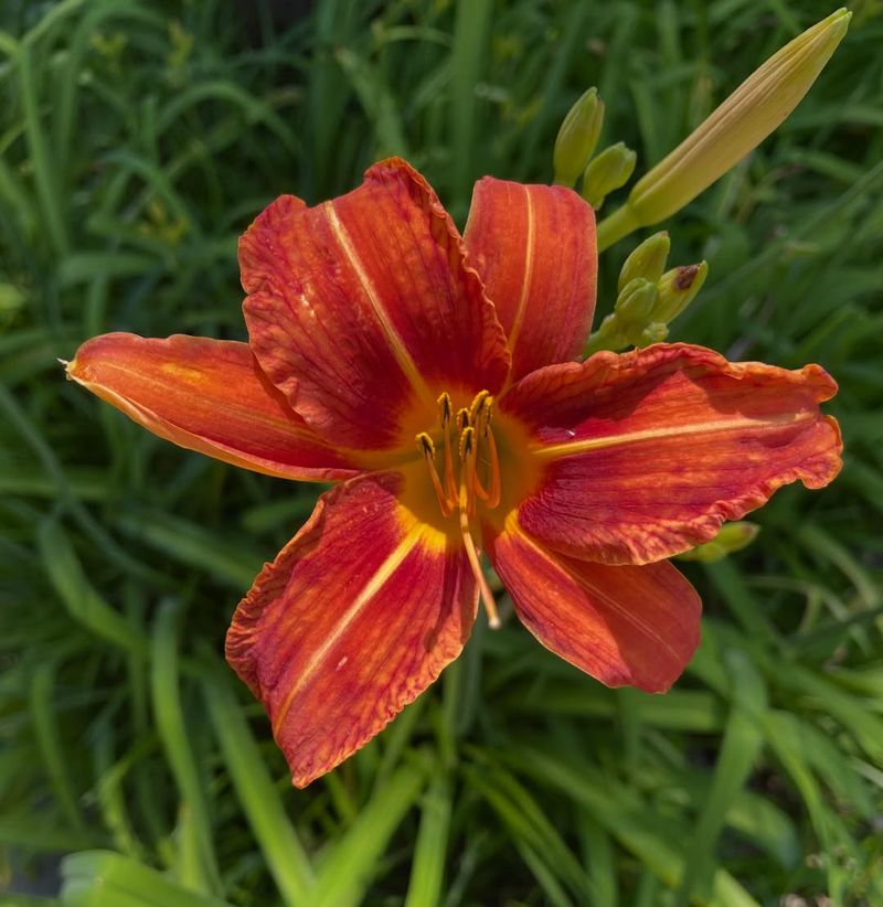 Orange Daylily (Hemerocallis Fulva) Orange Daylily (Hemerocallis Fulva)