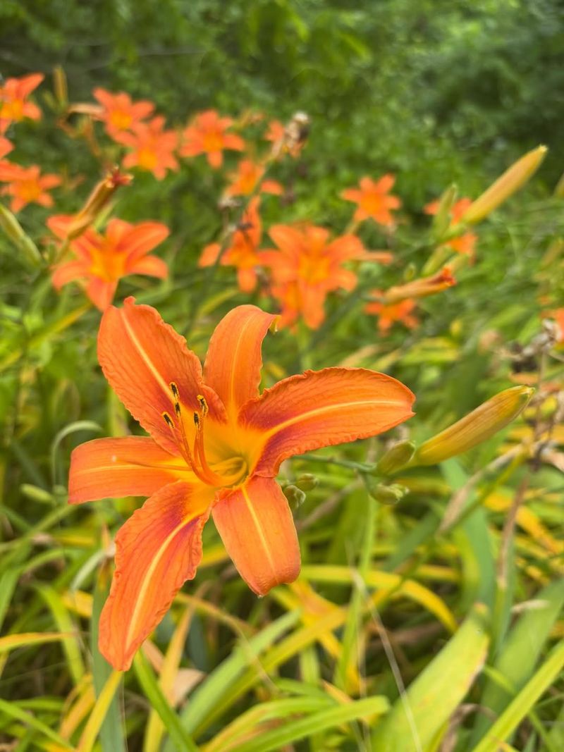 Orange Daylily Orange Daylily