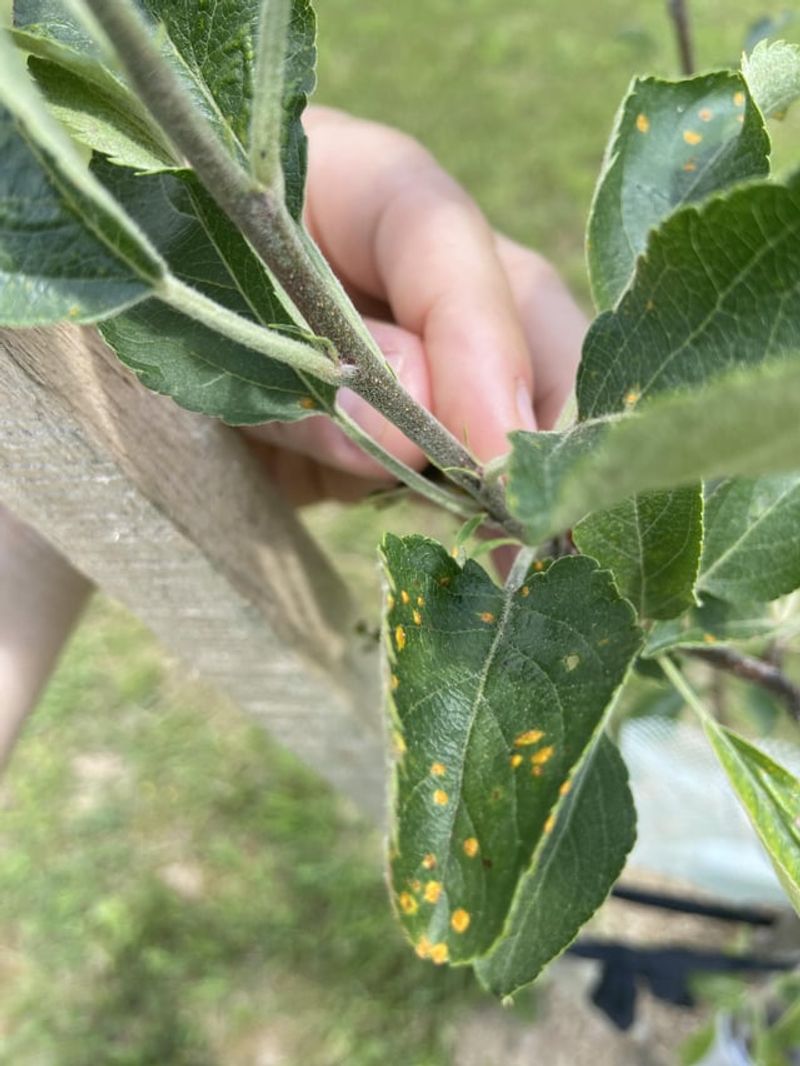 Orange Spots May Point To Cedar Apple Rust