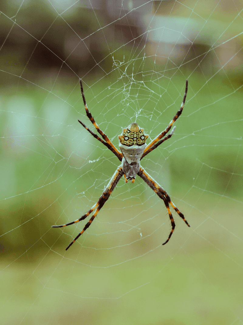 Orb Weavers Reach Peak Size By Late Summer Orb Weavers Reach Peak Size By Late Summer