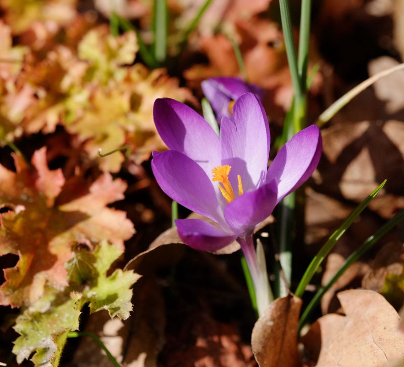 Order Fall Bulbs Early For Timely Planting Order Fall Bulbs Early For Timely Planting