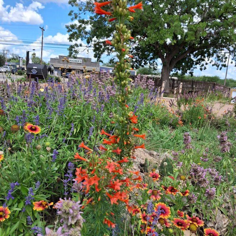 Order From Native American Seed In Junction