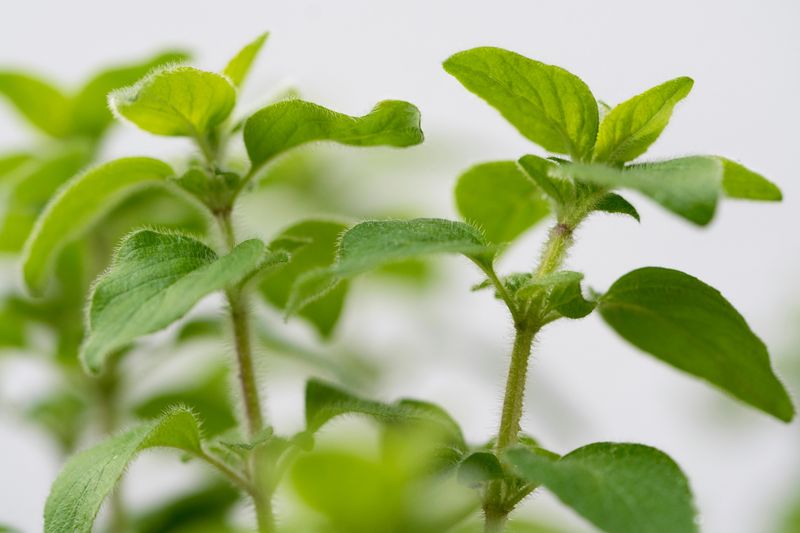 Oregano