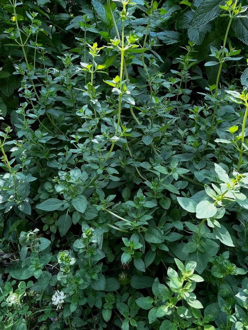 Oregano Oregano
