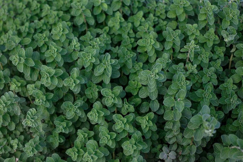 Oregano Oregano