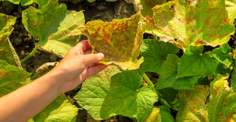 Oregon Cucumber Leaves Turn Yellow For These 9 Reasons