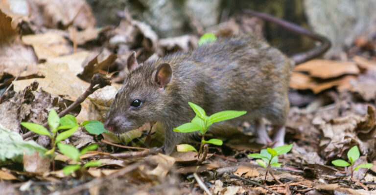 Oregon Gardeners Are Making This One Yard Change And Eliminating Rat Activity Completely