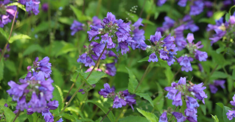 Oregon Gardeners Are Swapping Butterfly Bush For These Native Alternatives That Work Better