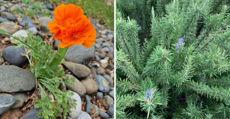 Oregon Gardeners Can Plant These Border Picks To Make Ticks Less Comfortable