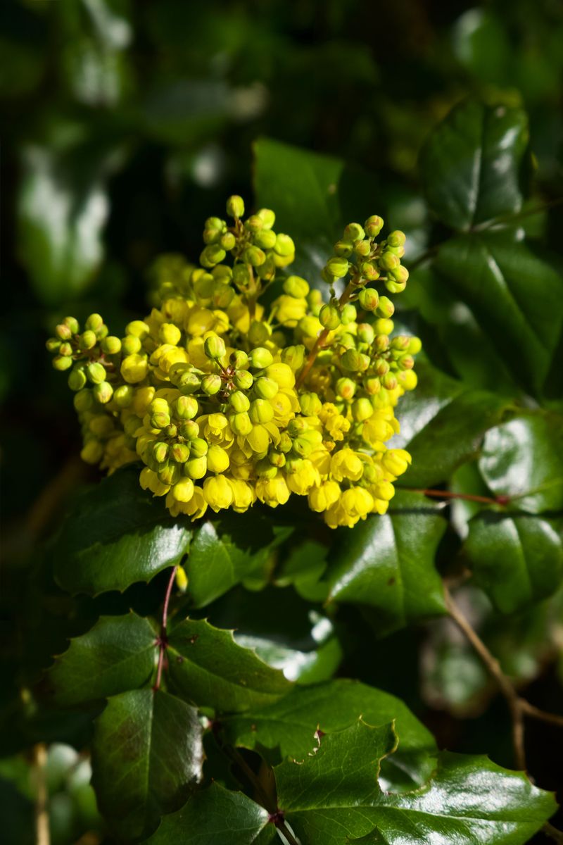 Oregon Grape (Mahonia Aquifolium) Oregon Grape (Mahonia Aquifolium)