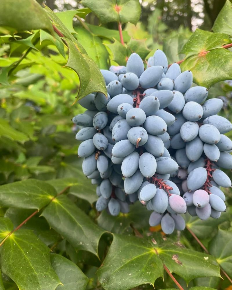 Oregon Grape Offers Tart Blue Berries Oregon Grape Offers Tart Blue Berries