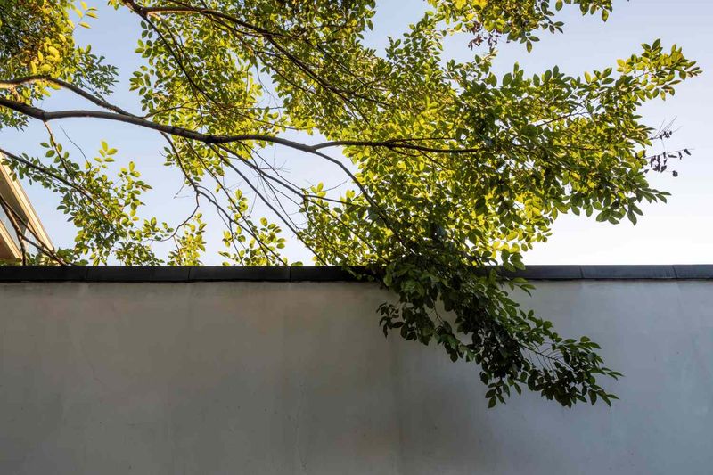 Oregon Law Lets You Trim Past-The-Line Branches
