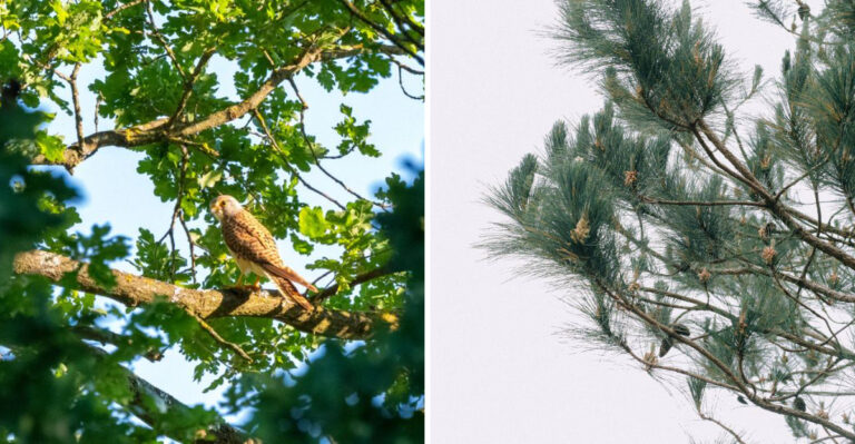Oregon Plants That Attract More Kestrels And What That Does To The Vole Problem In Your Yard