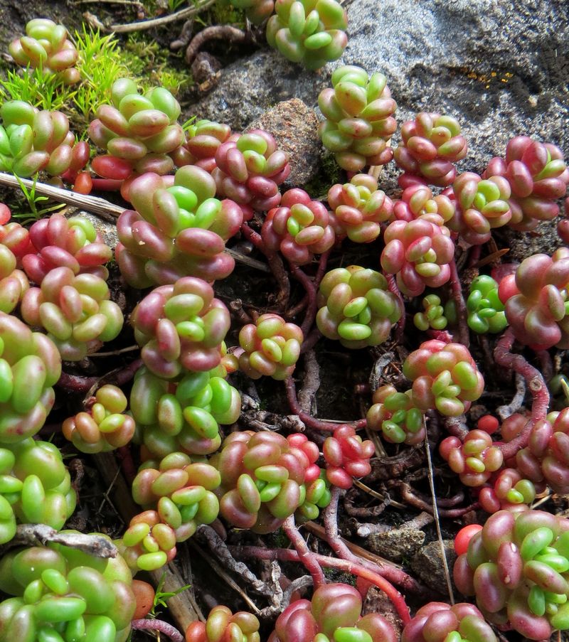 Oregon Stonecrop Handles Hot Dry Edges