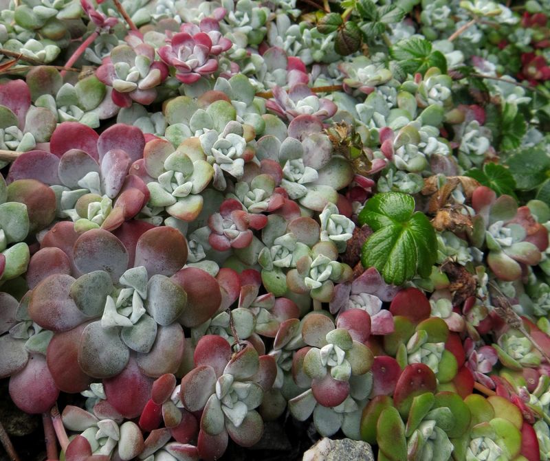 Oregon Stonecrop Works On Dry Outer Rings
