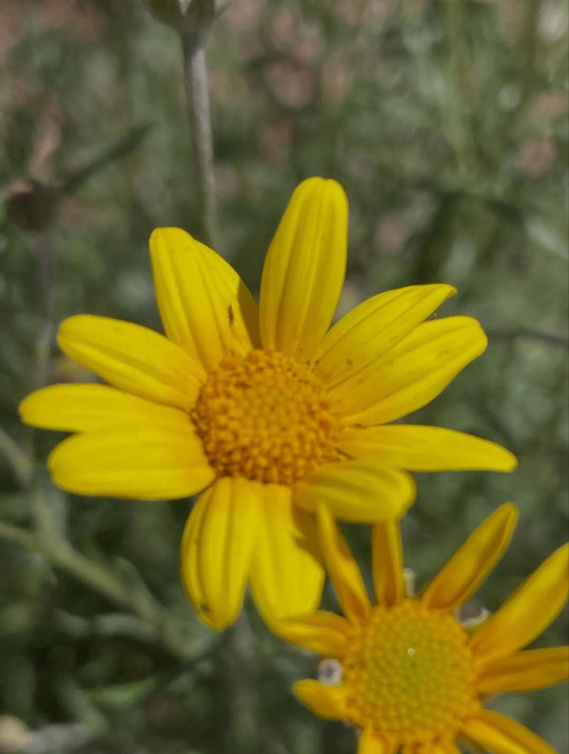Oregon Sunshine Brightens Lean Soil