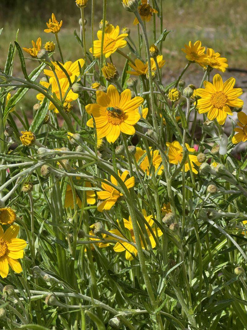 Oregon Sunshine Handles Hot Dry Beds Oregon Sunshine Handles Hot Dry Beds