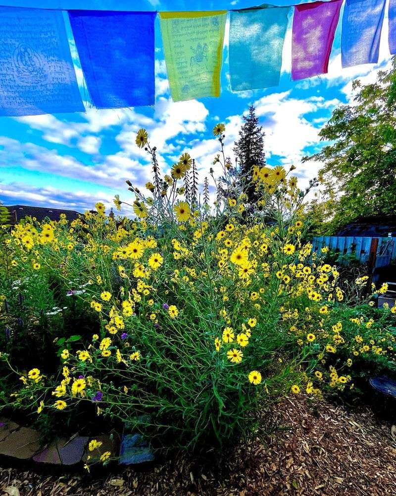 Oregon Sunshine Prefers Lean, Dry Conditions Oregon Sunshine Prefers Lean, Dry Conditions