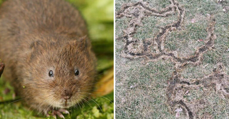 Oregon Voles Leave These 8 Yard Clues Before The Damage Looks Obvious