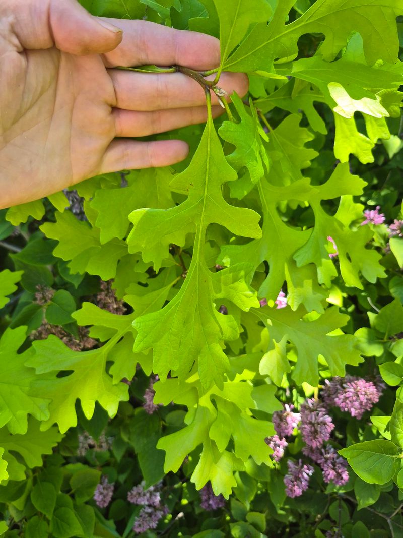 Oregon White Oak Oregon White Oak