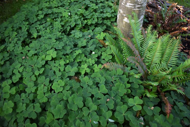 Oregon Wood-Sorrel Carpets Cool Shade