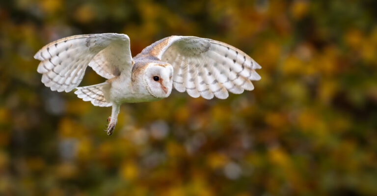 Oregon Yard Habits That Attract Barn Owls And What That Does To The Rodent Population In Your Yard