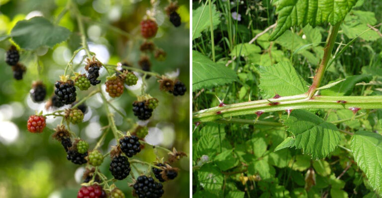 Oregon’s Himalayan Blackberry Problem Gets Worse When You Make This One Mistake