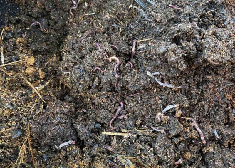 Organic Matter Is Feeding Life Underground