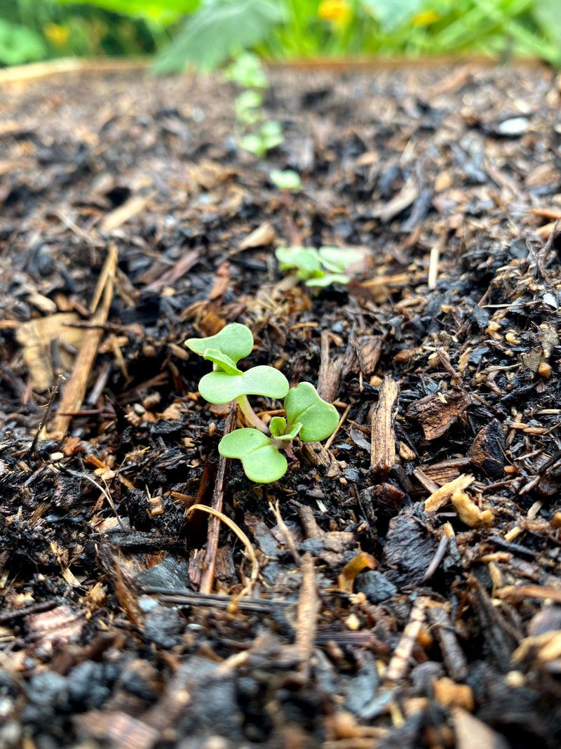 Organic Mulch Can Trap Too Much Moisture Organic Mulch Can Trap Too Much Moisture
