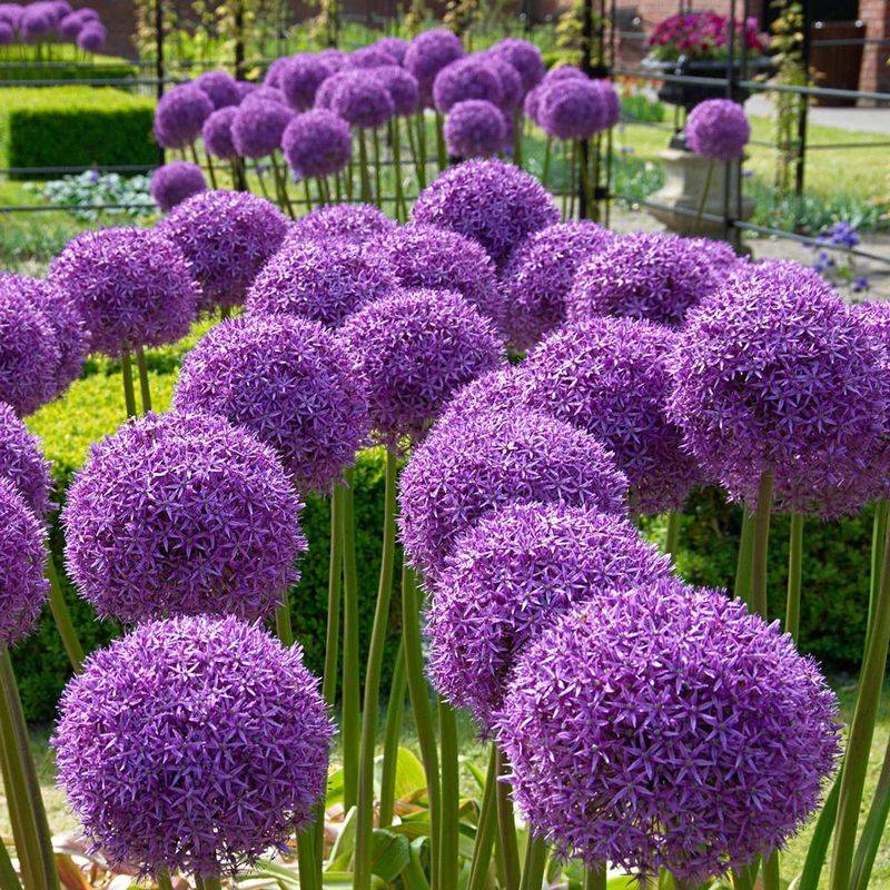 Ornamental Allium Has Onion Scent