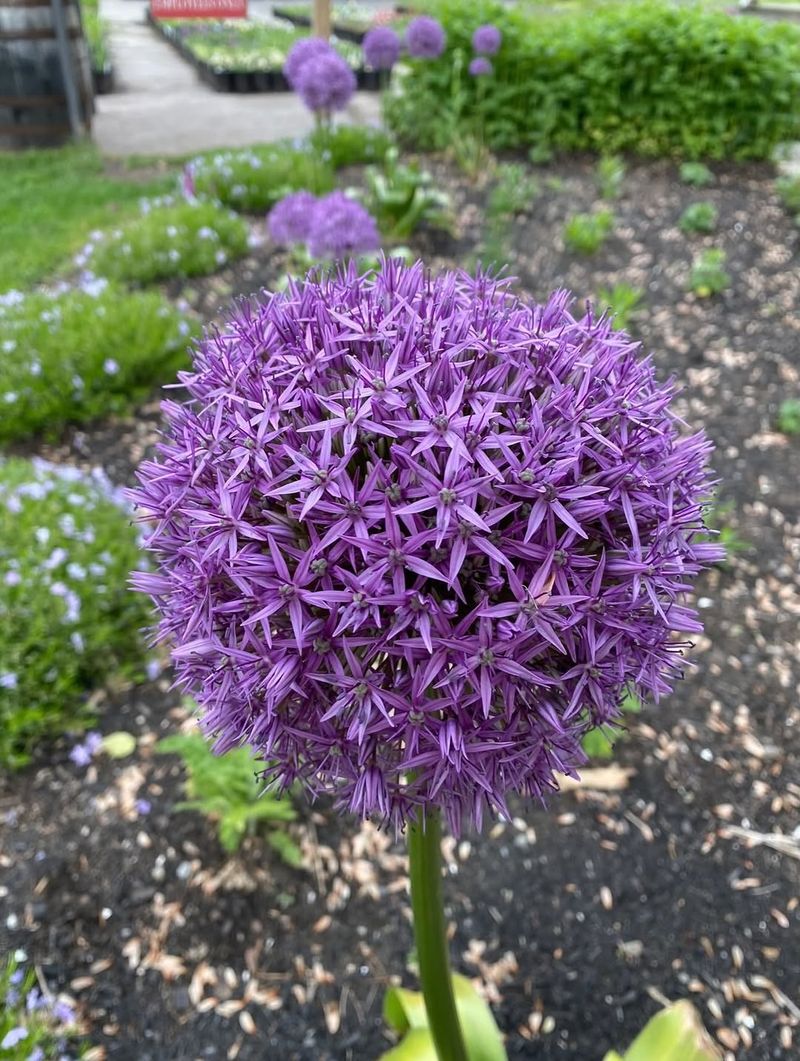 Ornamental Allium