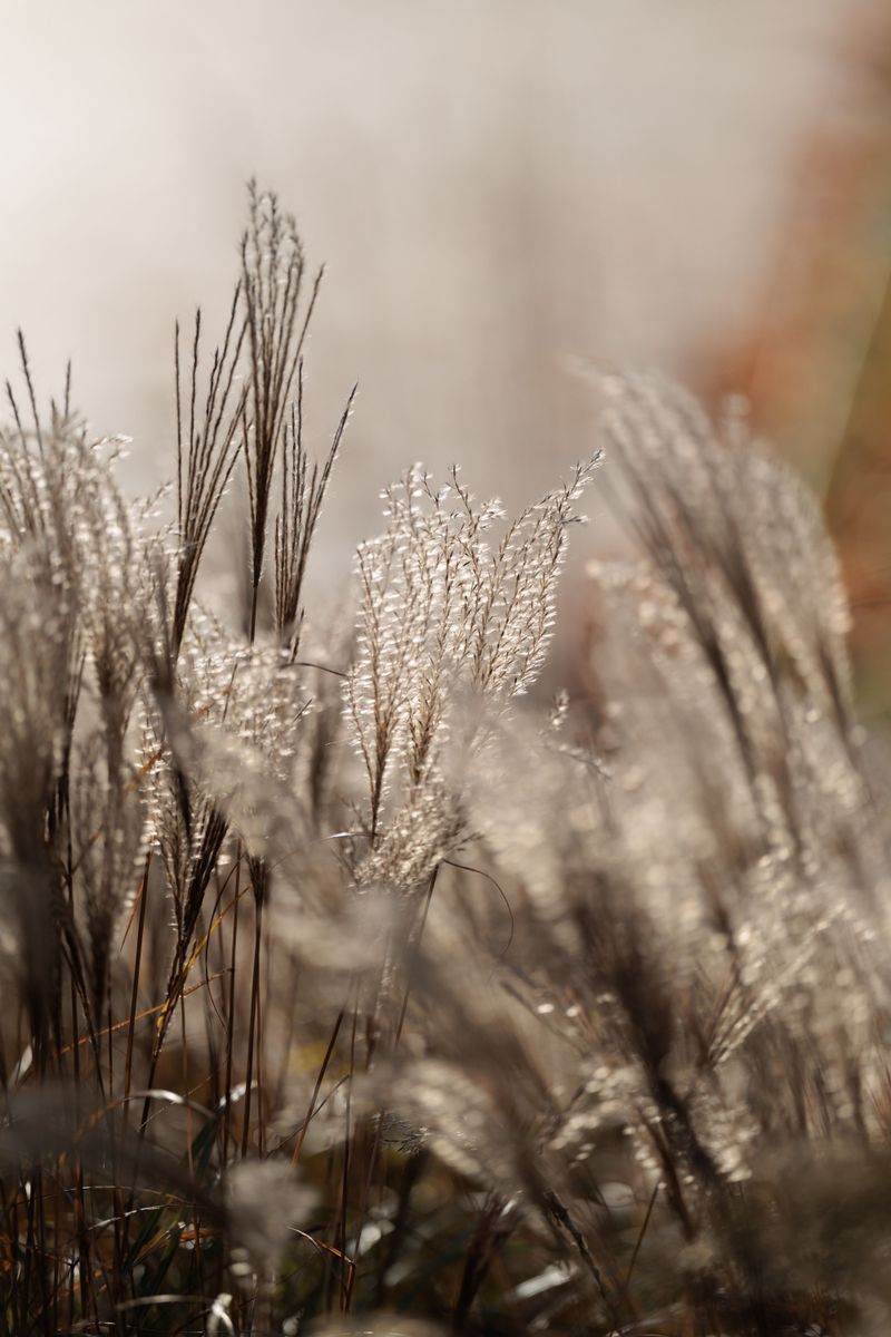 Ornamental Grasses Handle Drought Naturally Ornamental Grasses Handle Drought Naturally