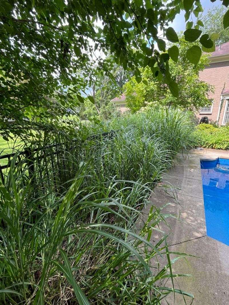 Ornamental Grasses Move Without Attracting Swarms Ornamental Grasses Move Without Attracting Swarms
