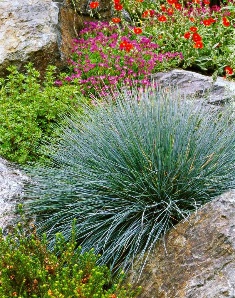 Ornamental Grasses (Switchgrass Or Blue Fescue)