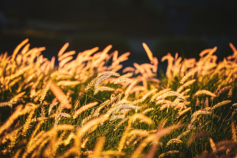 Ornamental Grasses