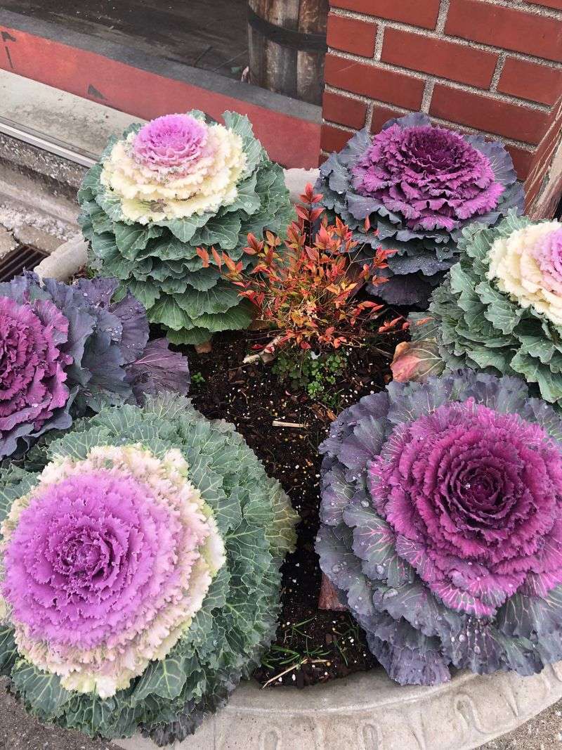 Ornamental Kale Makes Beds Look Full Ornamental Kale Makes Beds Look Full
