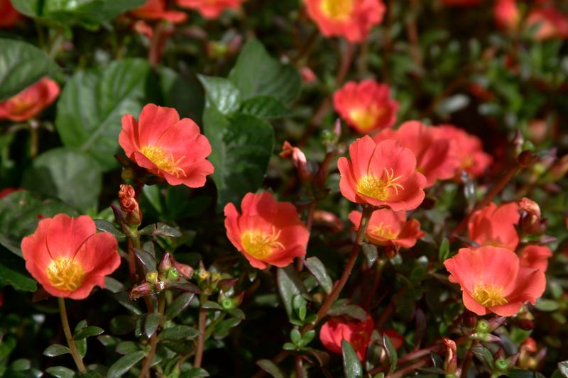 Ornamental Purslane Handles The Heat With Ease