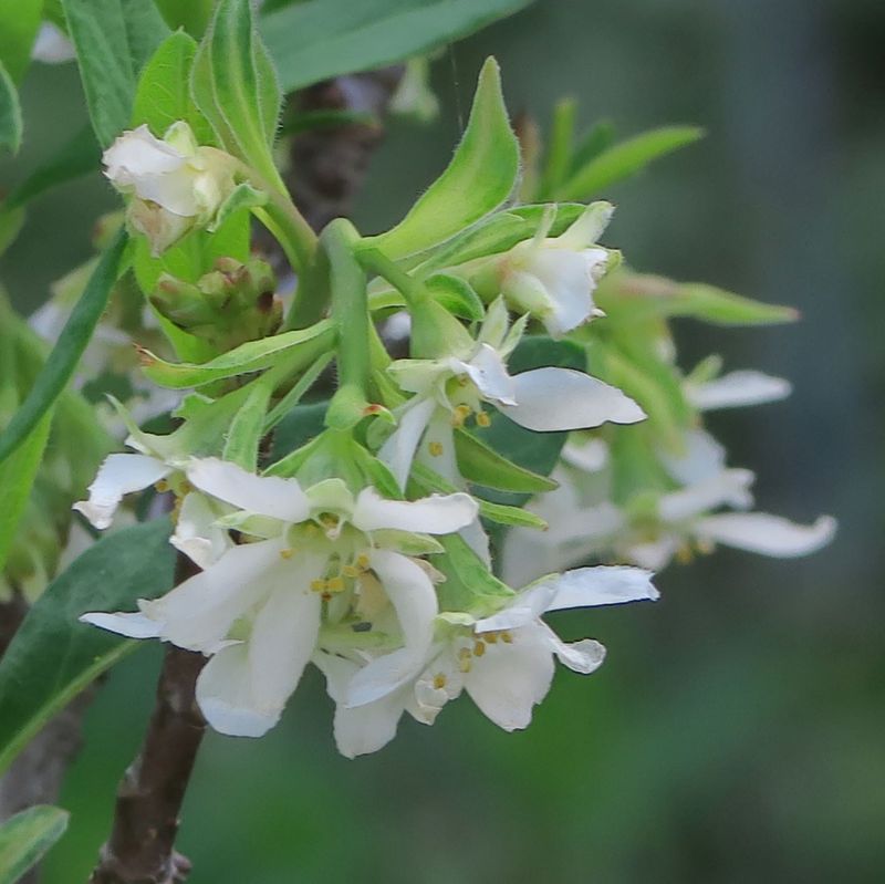 Osoberry Builds An Informal Shrub Layer
