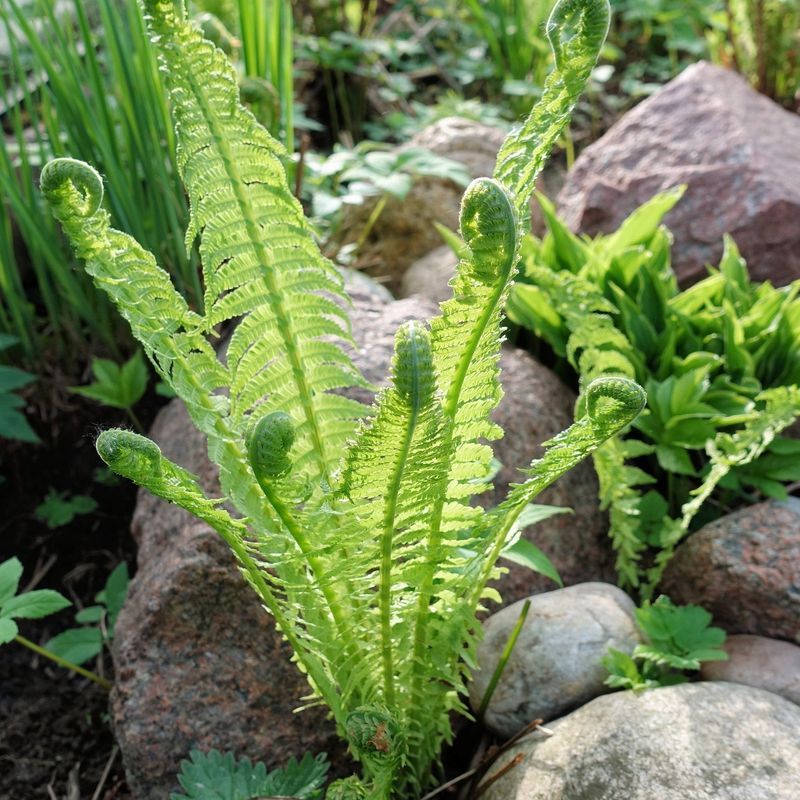 Ostrich Fern (Matteuccia Struthiopteris) Ostrich Fern (Matteuccia Struthiopteris)