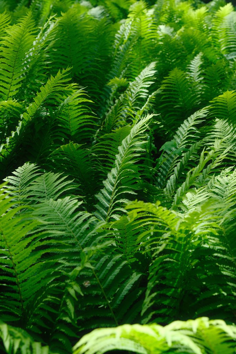 Ostrich Fern Ostrich Fern