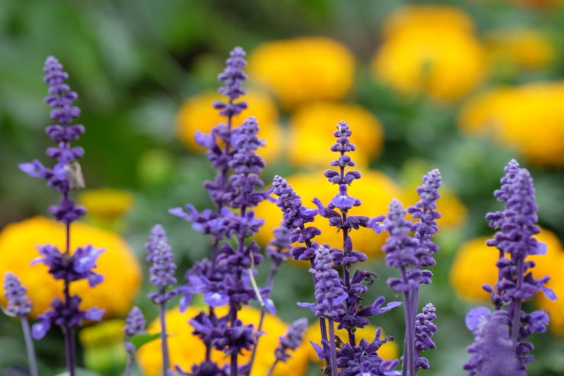 Other Companion Flowers Worth Considering Other Companion Flowers Worth Considering