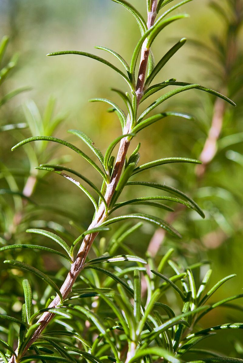 Other Pests This Plant Helps Keep At Bay Other Pests This Plant Helps Keep At Bay