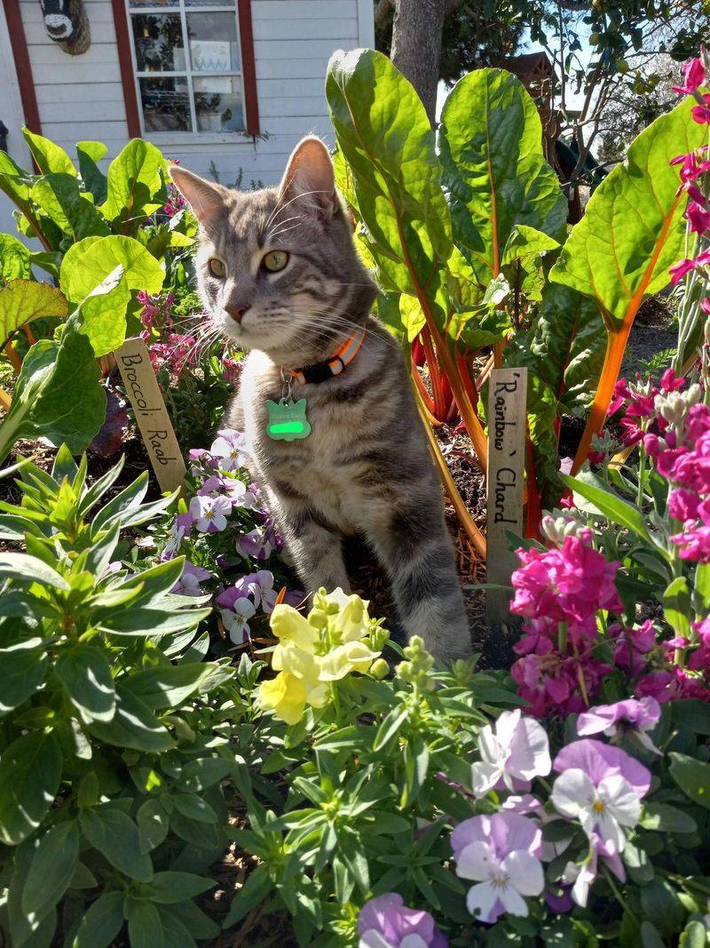 Outdoor Cats Or Frequent Disturbance May Be Pushing Them Away Outdoor Cats Or Frequent Disturbance May Be Pushing Them Away