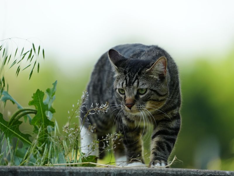 Outdoor Cats Pose A Serious Threat Outdoor Cats Pose A Serious Threat