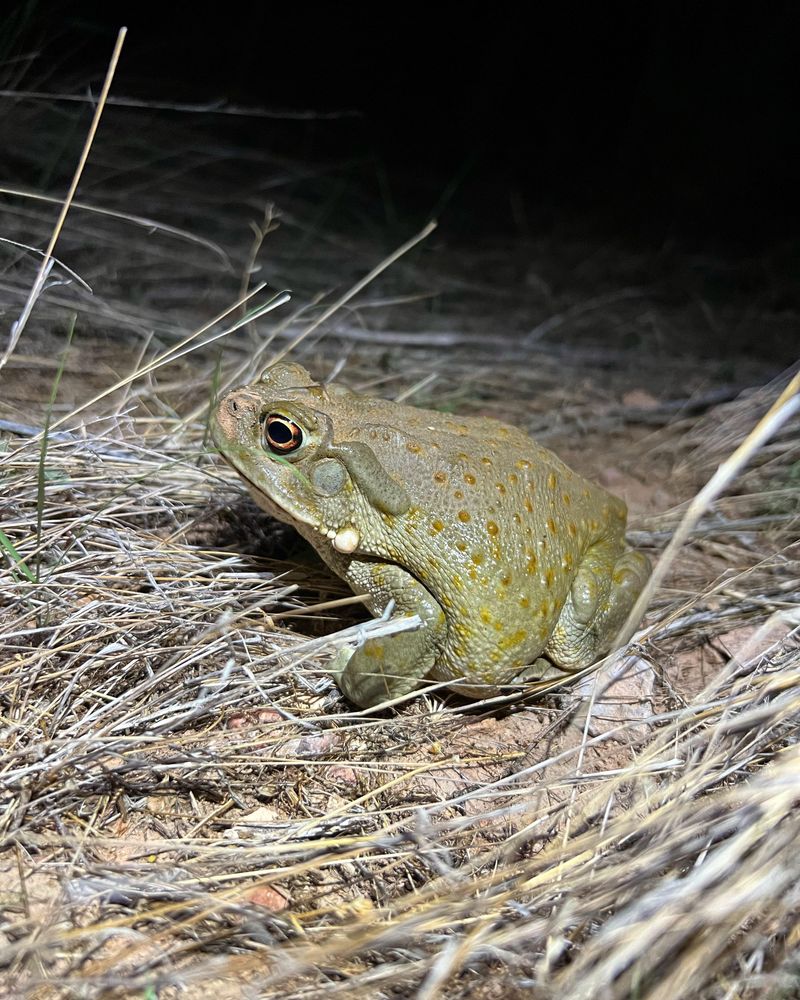 Outdoor Lights Draw More Insects After Dark