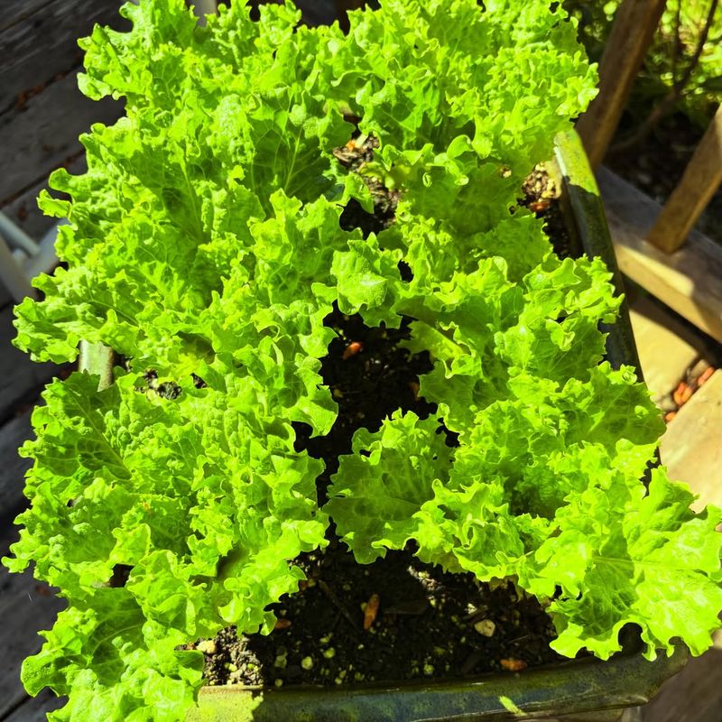 Outer Leaf Harvesting Can Extend Production