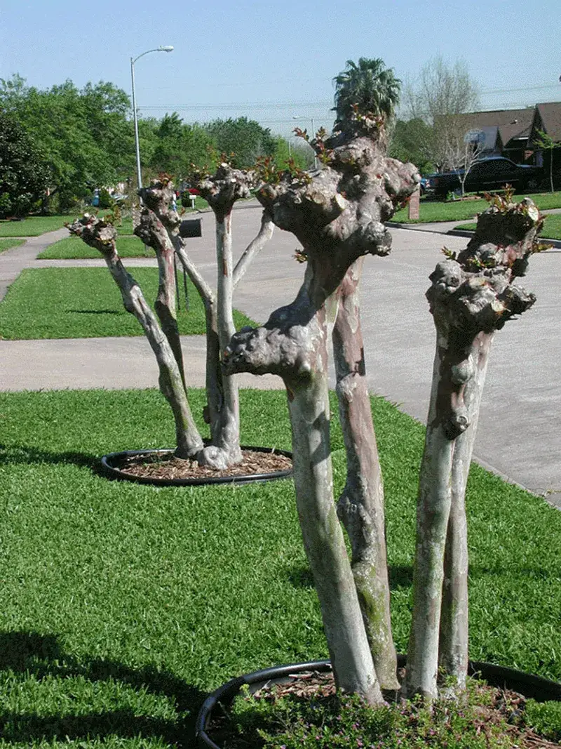 Over-Pruning Can Make Pest Problems Worse Over-Pruning Can Make Pest Problems Worse